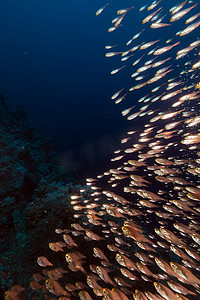 红海中的金色清扫鱼 (parapriacanthus ransonneti)。