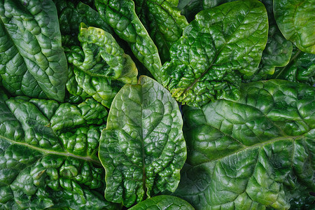 绿色菜叶摄影照片_新鲜的绿色菠菜叶作为背景顶视图