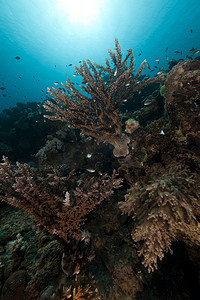 红海的珊瑚礁和鱼。