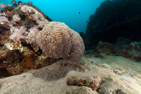 红海中的泡泡珊瑚。