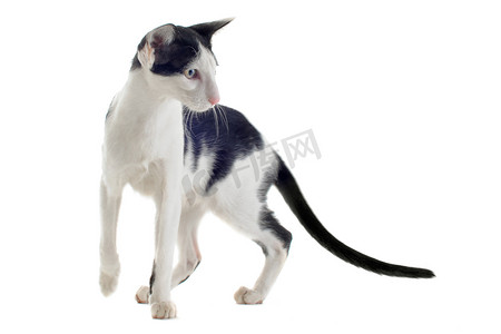 黑白动物摄影照片_黑白东方猫