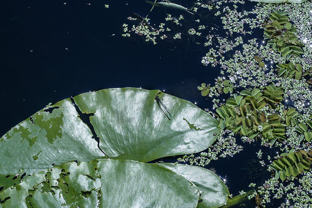 荷花 nenuphar 的叶子和一些水生植物在湖中生长的浮萍。