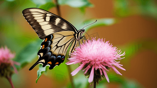 褐黑白相间的蝴蝶栖息在粉色的花朵上
