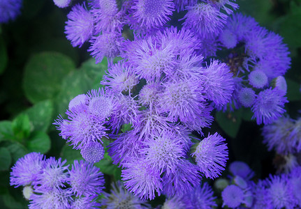 蓝紫色花摄影照片_蓝紫色毛茸茸的花