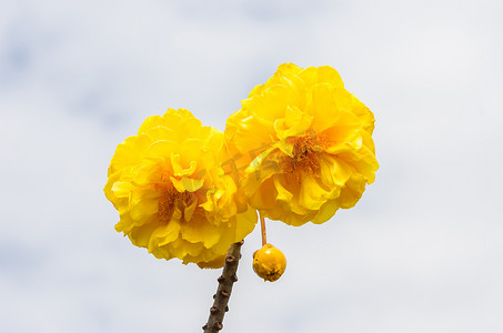黄丝棉或 Cochlospermum regium