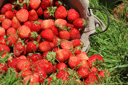 “篮子里的新鲜草莓”