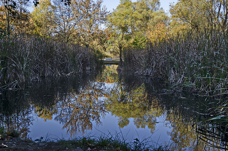 南方公园湖中有芦苇或灯芯草和磁反射的秋季多色森林
