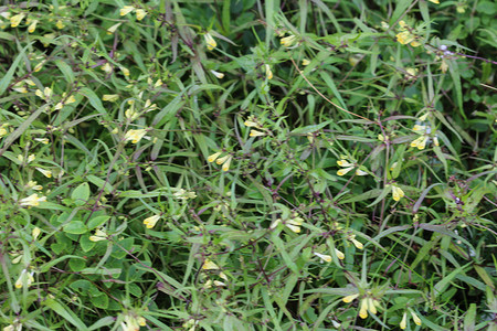 Melampyrum lineare，通常称为窄叶牛小麦花