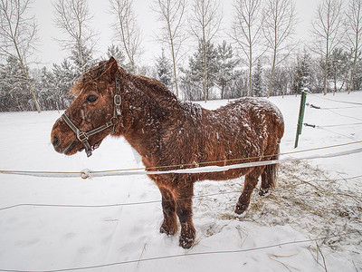 长着棕色冬毛的马留在多雪的围场里