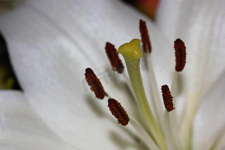 白色复活节百合花 (Lilium longiflorum) 的柱头和雄蕊