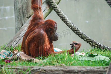 猴子吃橘子摄影照片_猩猩独坐