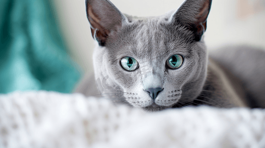 躺在白色纺织品上的俄罗斯蓝猫