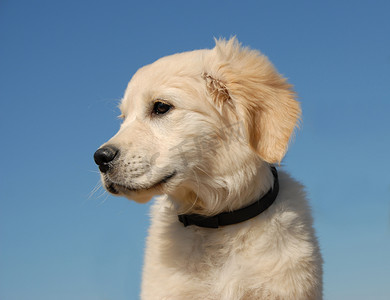 简介摄影照片_小金毛猎犬的简介