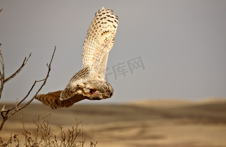 飞行猫头鹰摄影照片_在飞行中的角鸮