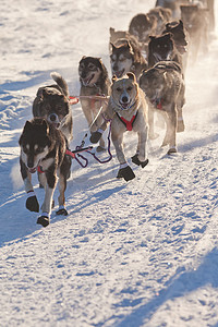 拉雪橇犬的团队