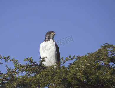 老鹰的摄影照片_“非洲坦桑尼亚一只老鹰的特写”