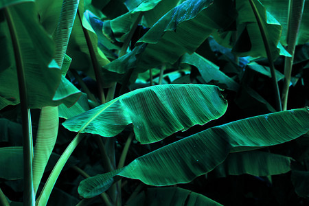 丛林摄影照片_热带芭蕉叶丛林