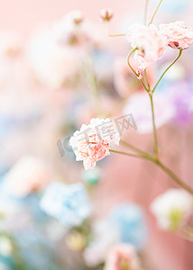 花园中的花朵、花卉之美和植物学背景，用于婚礼请柬和贺卡、自然和环境概念