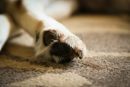 狗爪子摄影照片_拉布拉多垫、爪子和爪子-睡觉的拉布拉多狗