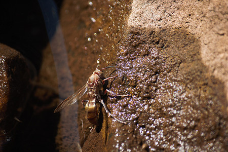 翅膀大翅膀摄影照片_从河边岩石喝水的金黄大黄蜂 (Vespa sp.)