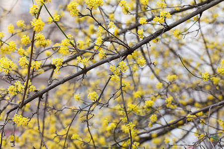 树枝上开着黄色的花朵