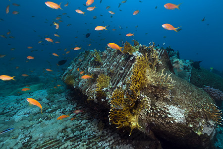 海底植物摄影照片_红海约兰达号的残骸和货物。