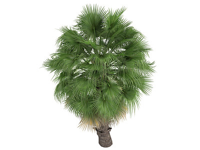 沙漠扇形棕榈或 Washingtonia filifera