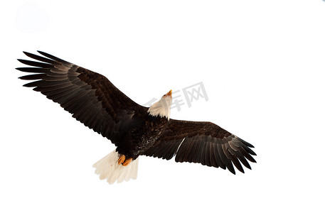 免费窑猪摄影照片_飞翔的白头鹰。