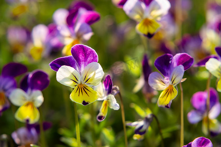 一群花朵摄影照片_一群多年生黄紫罗兰紫罗兰，被称为有角的三色堇或有角的紫罗兰