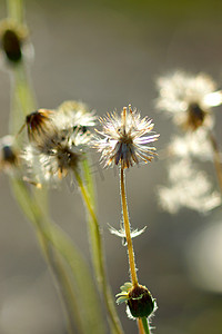 Tridax 或野雏菊花的种子。