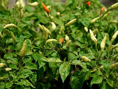 chilli摄影照片_“辣椒植物，非常辣。（Chilli Padi, Birds Eye Chilli）”