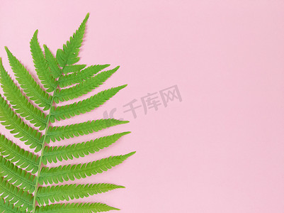 粉色夏天背景摄影照片_粉红色背景上的绿色蕨叶与复制空间。