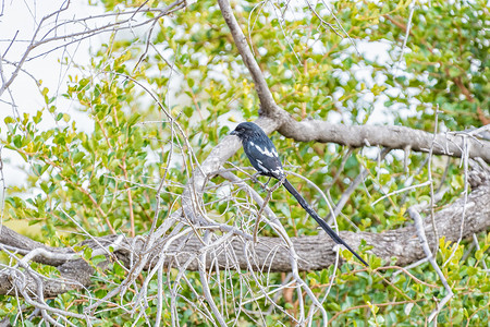 伯劳鸟摄影照片_喜鹊伯劳，Corvinella melanoleuca，在树上