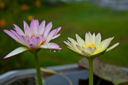 开花在池塘的黄色莲花或荷花花