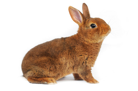 兔子耳朵摄影照片_棕色兔子
