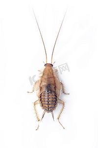 棕色森林蟑螂在白色背景上的图像。