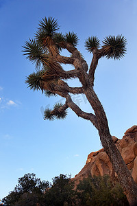 Yucca Brevifolia Evening Mojave Desert 约书亚树国家公园