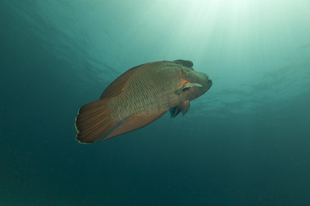 红海中的拿破仑濑鱼 (cheilinus undulatus)。