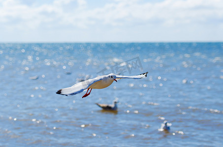 一只白色海鸥在海上飞行。