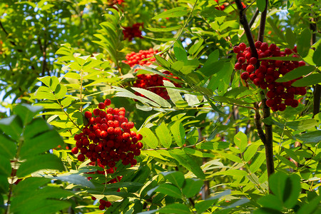 夏末树上成熟的红色罗文束