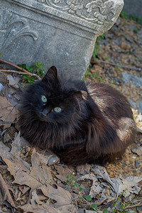 流浪猫在街上