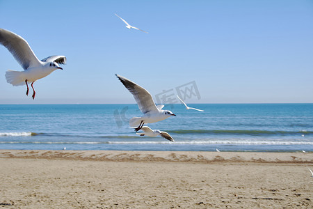 一组在沙滩上飞翔的海鸥