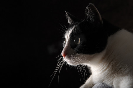 黑白猫咪摄影照片_黑色背景中美丽的黑白快乐猫