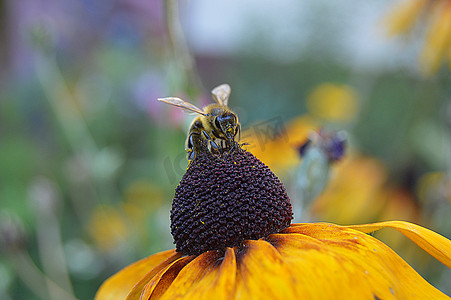 蜜蜂刺摄影照片_在一朵黄色花的一只小蜜蜂