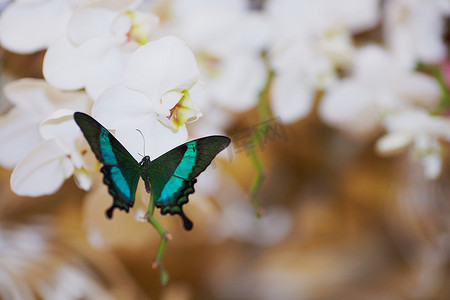 礼花元素背景摄影照片_婚礼花上的蝴蝶