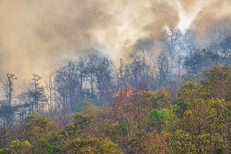 火灾讲堂摄影照片_雨林火灾是人为引起的燃烧