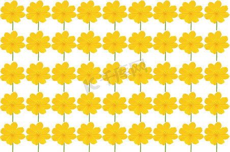 孤立在白色背景上的美丽黄色花 (波斯菊)