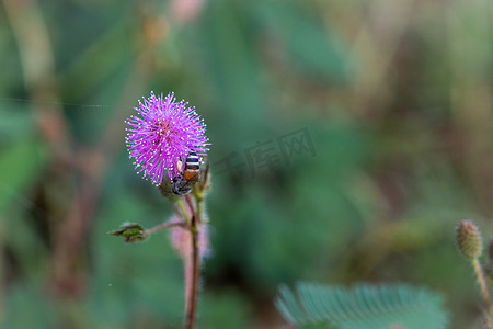 模糊背景中带有小蜜蜂的敏感植物花、含羞草 Pudica 的特写