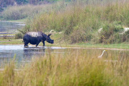 “更大的独角犀牛，皇家巴迪亚国家公园，尼泊尔”