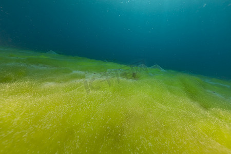 海底植物摄影照片_“蓝色的海洋、沙底和红海的藻类。”